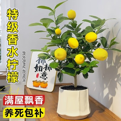 香水柠檬树盆栽正宗可食用浓香果苗桌面I办公室内客厅阳台四季绿