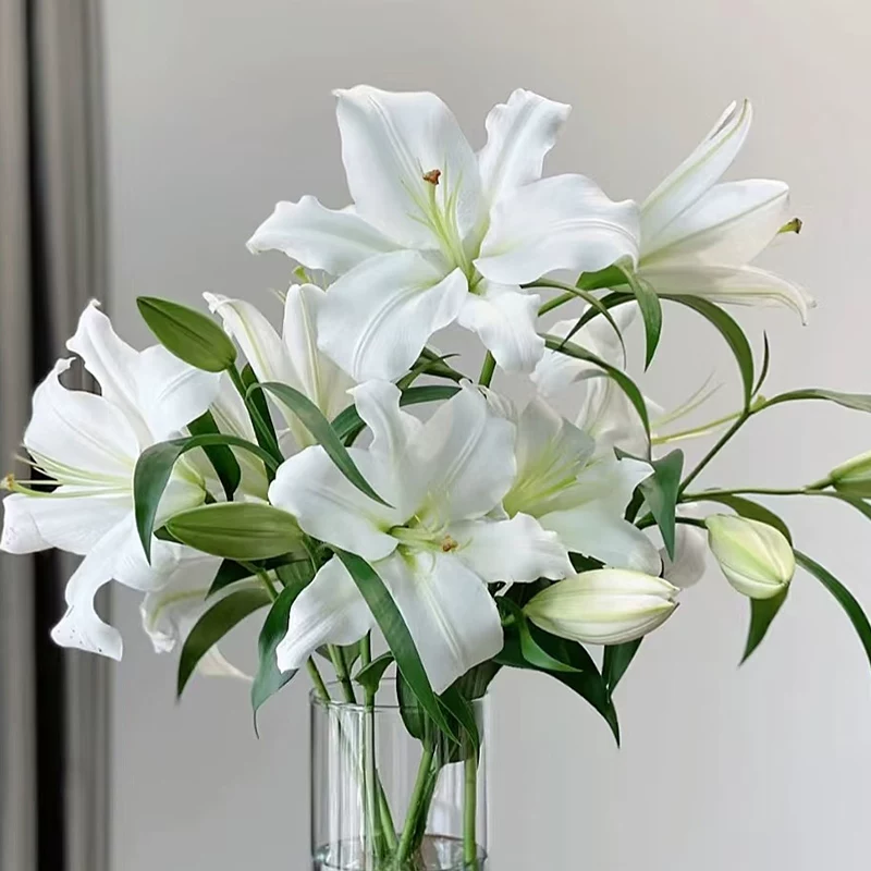 白百合鲜花正宗重瓣香水百合花多头水培水养插瓶