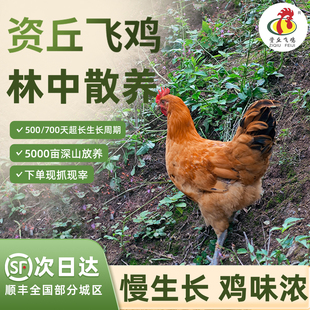 生态散养飞鸡资丘飞鸡700天现杀走地鸡孕妇炖汤土鸡母鸡家养