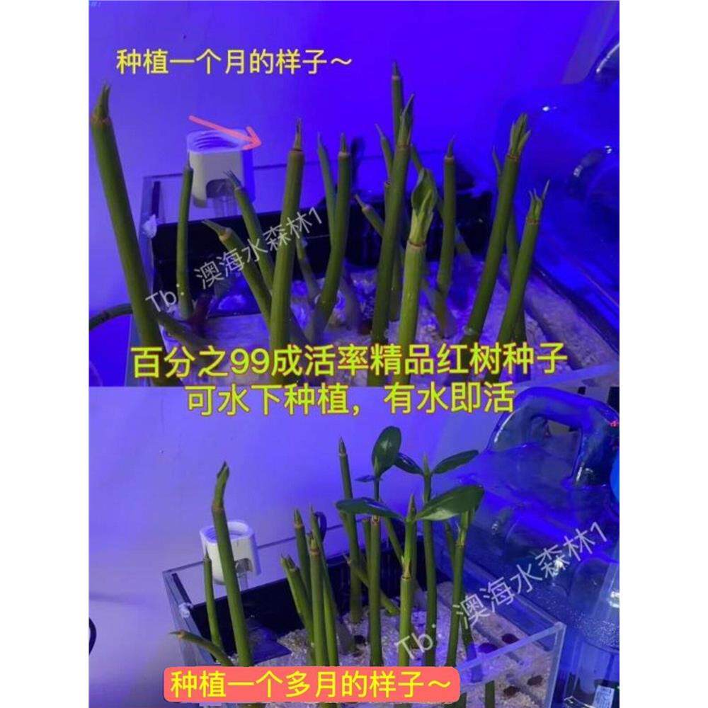 红树种子红树苗秋茄水笔仔种子 淡水缸海水缸都可种植净水降NP