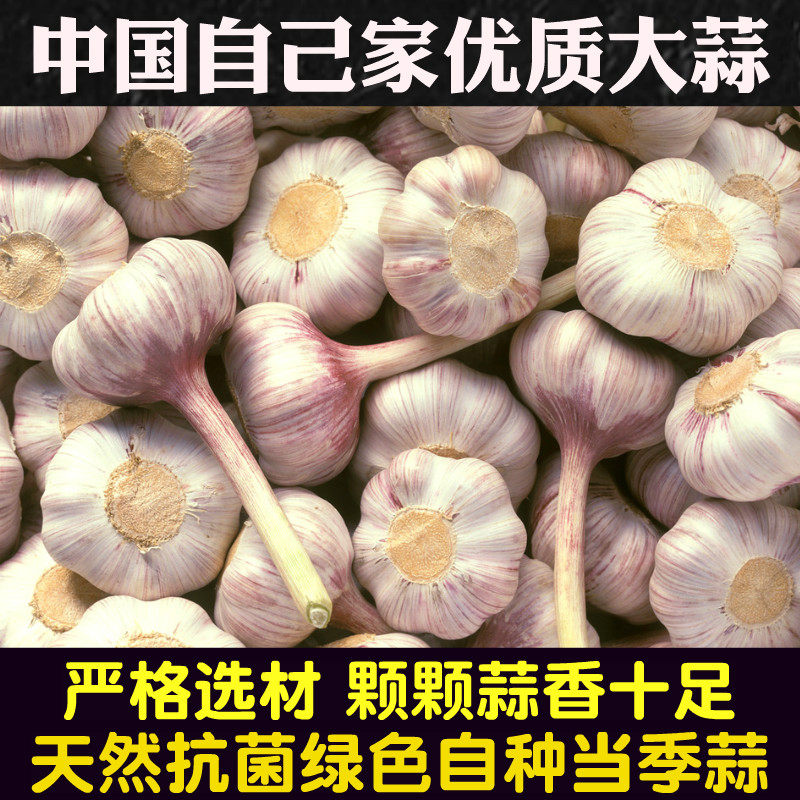 新鲜紫皮大蒜河南特产农家自种当季干蒜头抗菌箱装包邮烧烤炒菜蒜