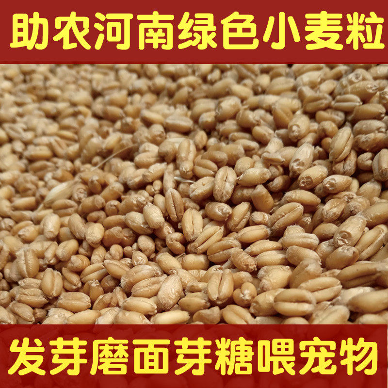 河南小麦种子带皮小麦粒食用磨面药引麦芽糖酿酒猫草种子宠物口粮