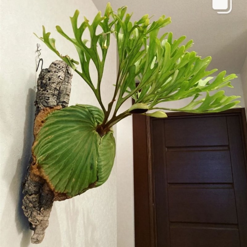 亚洲猴脑蕨女王蕨板植附生植物二歧鹿角蕨北欧壁挂室内观叶卫生间