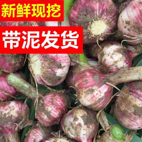 2026新鲜现挖紫白皮大蒜