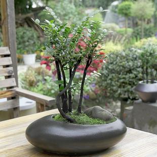 常绿植物老桩 金叶子小叶紫檀盆景绿植盆栽室内办公室桌面花卉四季