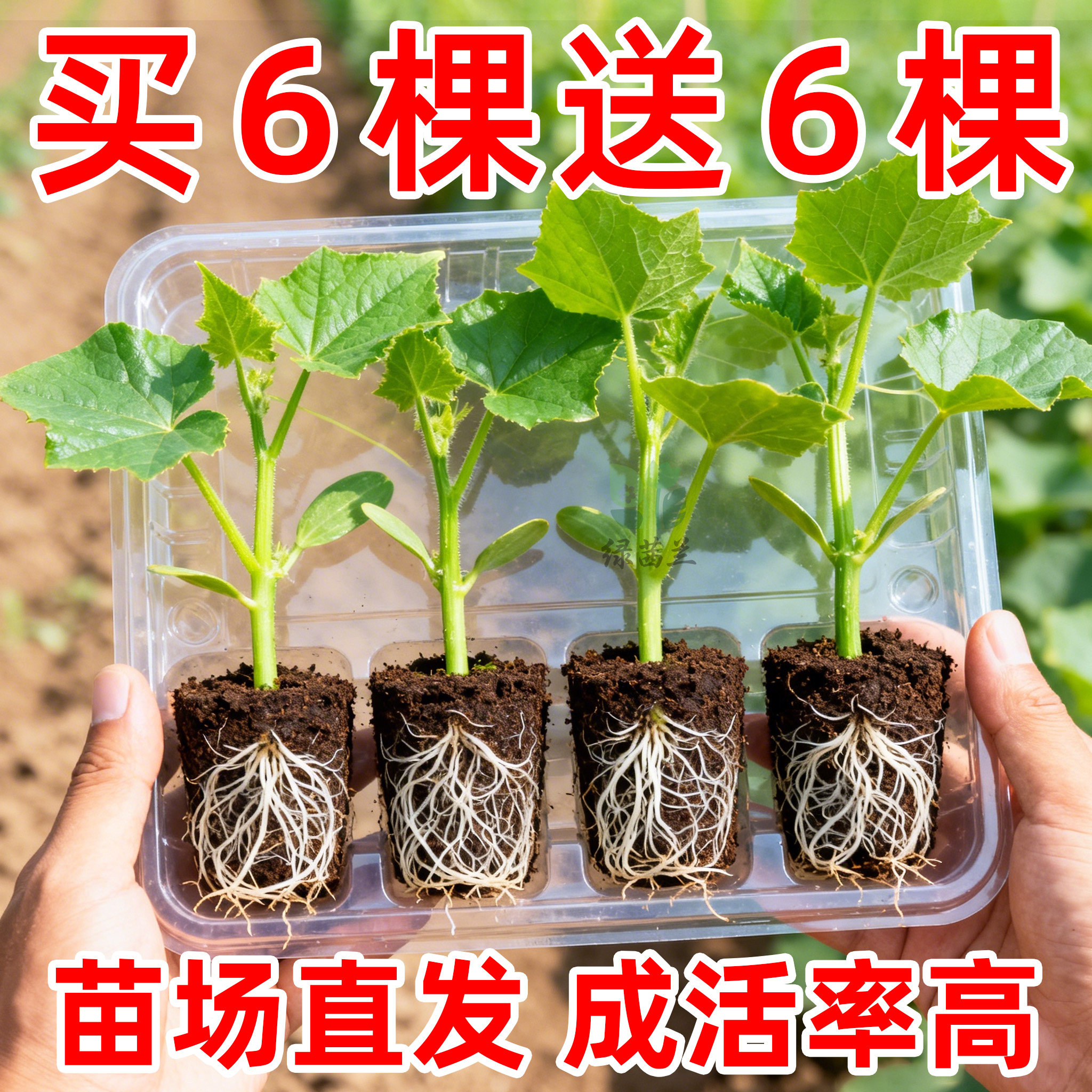 黄瓜苗秧带土四季青瓜种苗高产型蔬菜苗大黄瓜苗老品种水果密刺