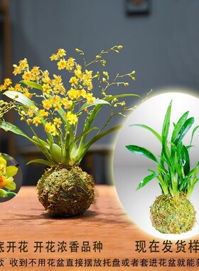 冬带多花苞梦香文心兰金黄色花苔藓球室内客厅茶几卧室花卉年宵花