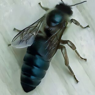 产中蜂王新卵蜂种开蜂卵优活高土蜜蜂王产质蜂产火炉王阿坝原种黑