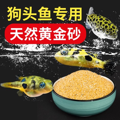 天然黄金沙狗头鱼南美鼠盆