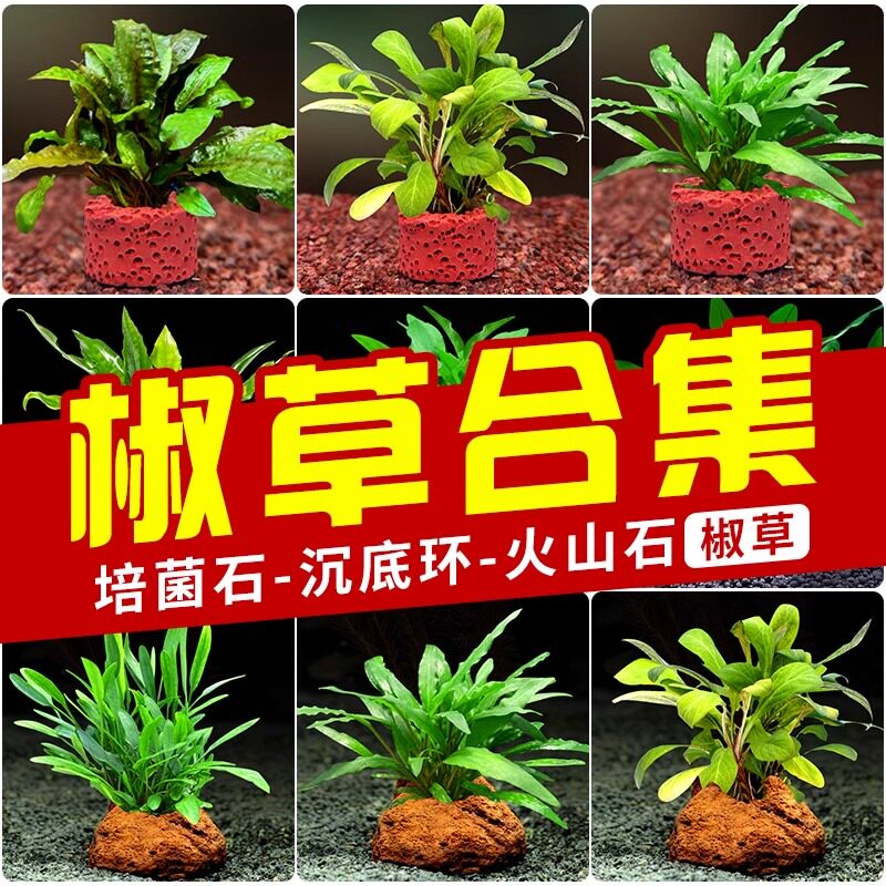 水草椒草系列阴性火山石种植培菌环好养温蒂椒鱼缸造景装饰喷泉椒