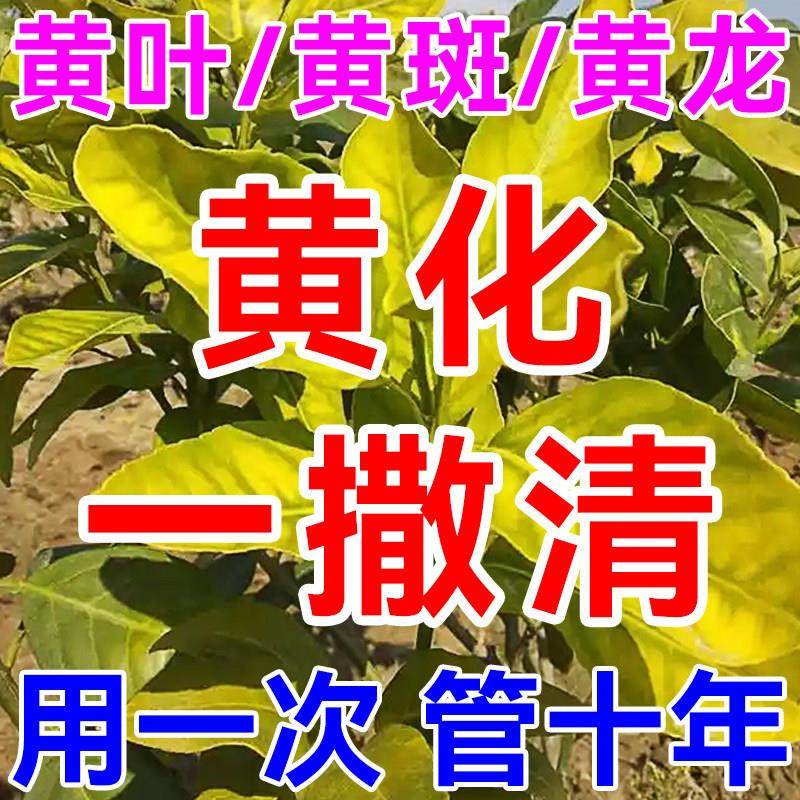 黄化一撒清撤柑橘果树黄龙病专用药补充营养叶片转绿修覆剂撒施肥,农用物资,叶面肥,淘宝优惠券,粉丝福利购,淘宝优惠卷