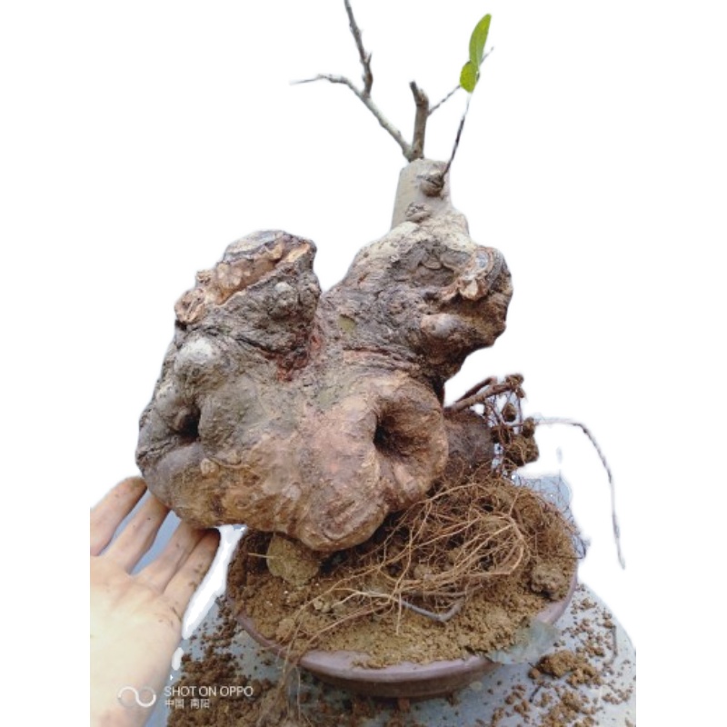 小叶榔榆盆景室内办公桌阳台庭院净化空气美观绿植盆栽疙瘩摆件