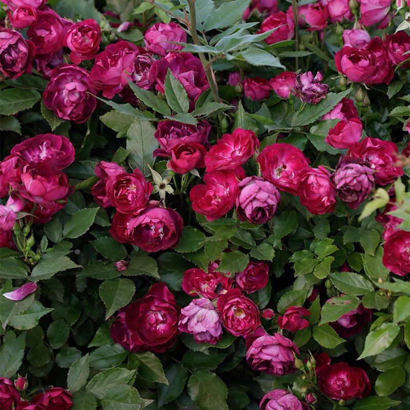 雀之舞1.3到米土球发货大苗盆栽蔷薇花苗紫色爬藤植物庭院盆栽