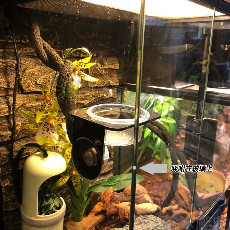 爬宠水盆爬虫食盆睫角守宫玻璃吸盘喂食台菜盆半空面包虫宠物盆