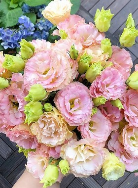 【全店两件空运】洋桔梗洋玫瑰花期长百搭好养水养家庭云南鲜切花