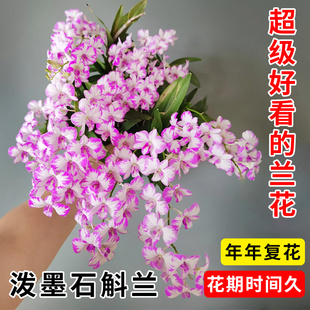 现带花苞泼墨石斛盆栽秋石斛兰花苗懒人花卉绿植四季兰净化空气