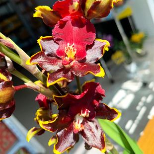 樱桃番茄文心兰兰花盆栽室内浓香精品兰花苗好养易活基地绿植花卉