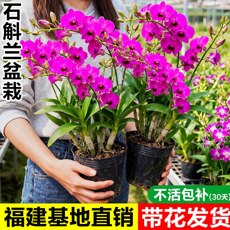 朝阳红石斛兰盆栽室内外阳台图片