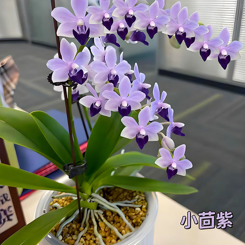 蝴蝶兰花苗带花剑盆栽兰花大苗