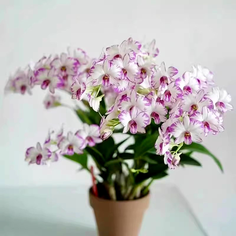 白紫花石斛兰盆栽带花苞室内禅意花卉绿植小盆栽兰花香水石斛兰