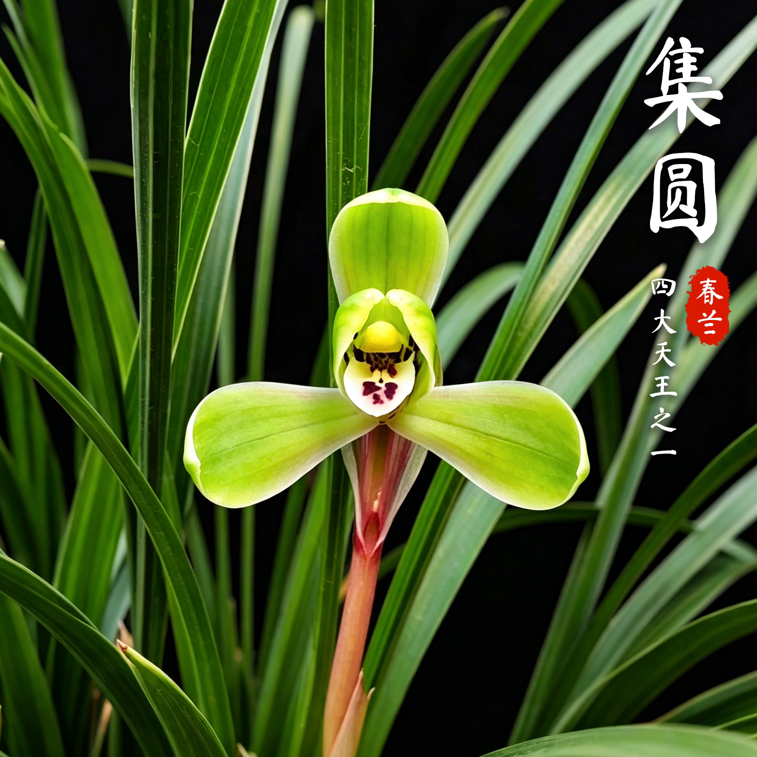 老种春兰集圆兰花苗老八种现带花