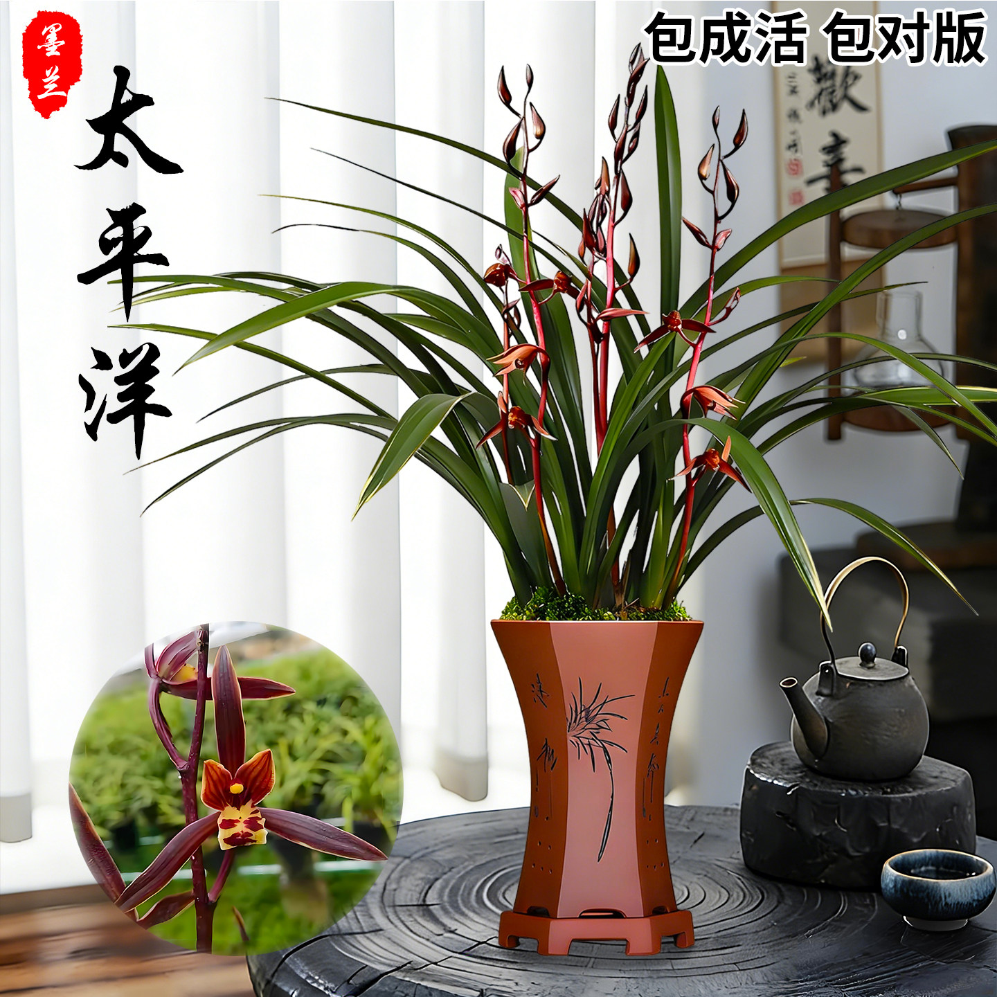 墨兰太平洋兰花盆栽冬带花苞