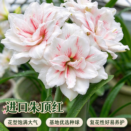 水彩画朱顶红重瓣大花好养盆栽