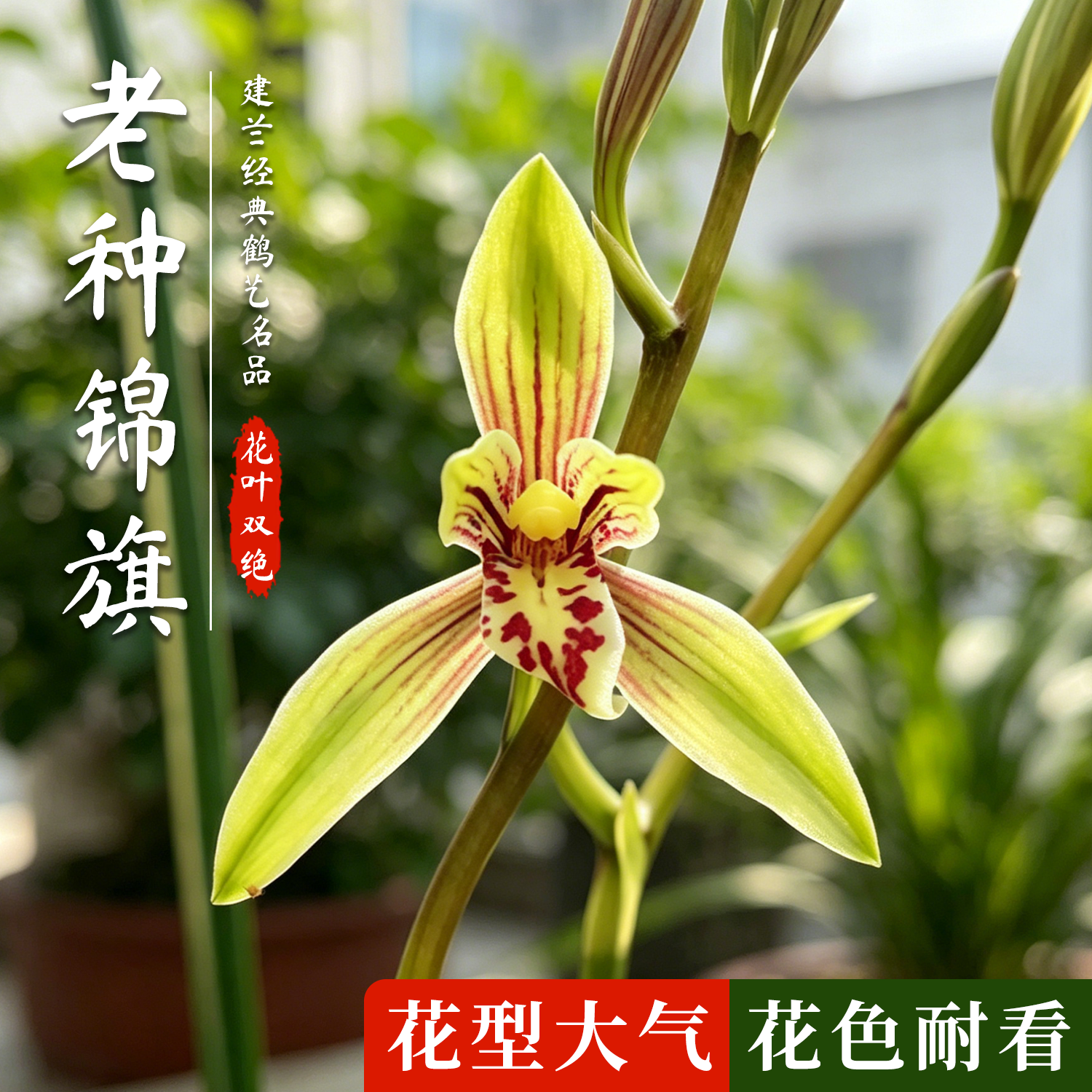 香韵兰花苗 老种锦旗 建兰四季兰浓香型花卉绿植盆栽夏带花苞出售