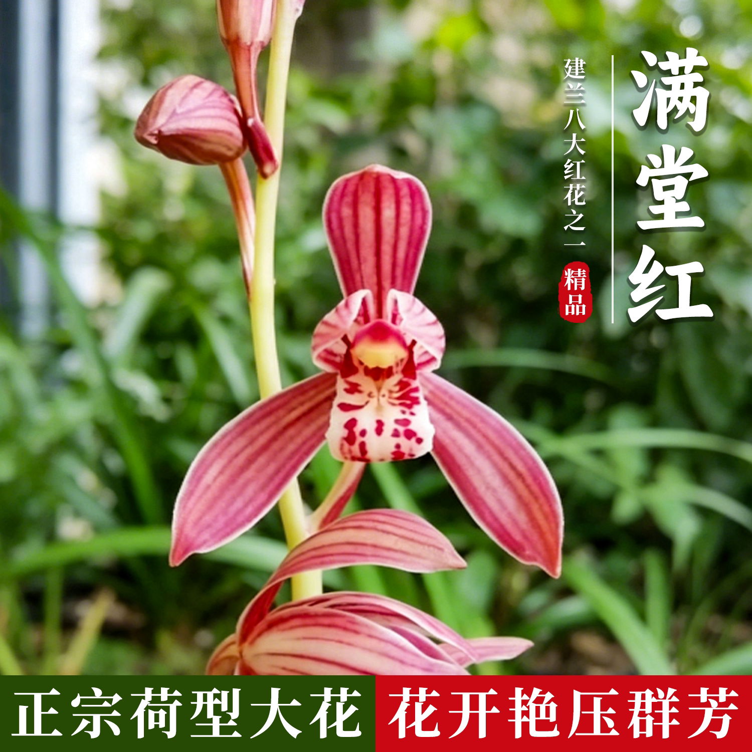 满堂红兰花苗之建兰八大红花盆栽