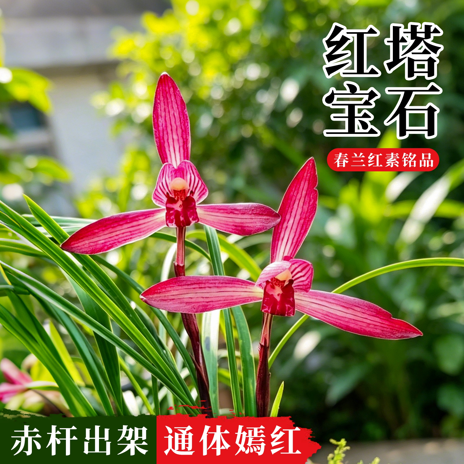 春兰红塔宝石兰花苗浓香好养花卉