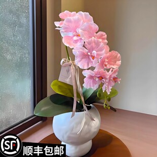 蝴蝶兰花苗带花剑带花苞盆栽兰花大苗客厅吸色阳台花卉全年好养活