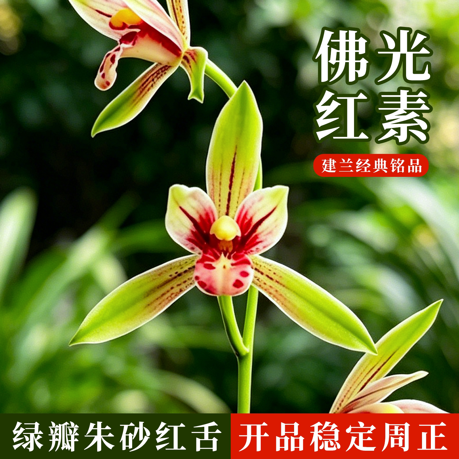 佛光红素正格朱砂红舌兰花苗好养
