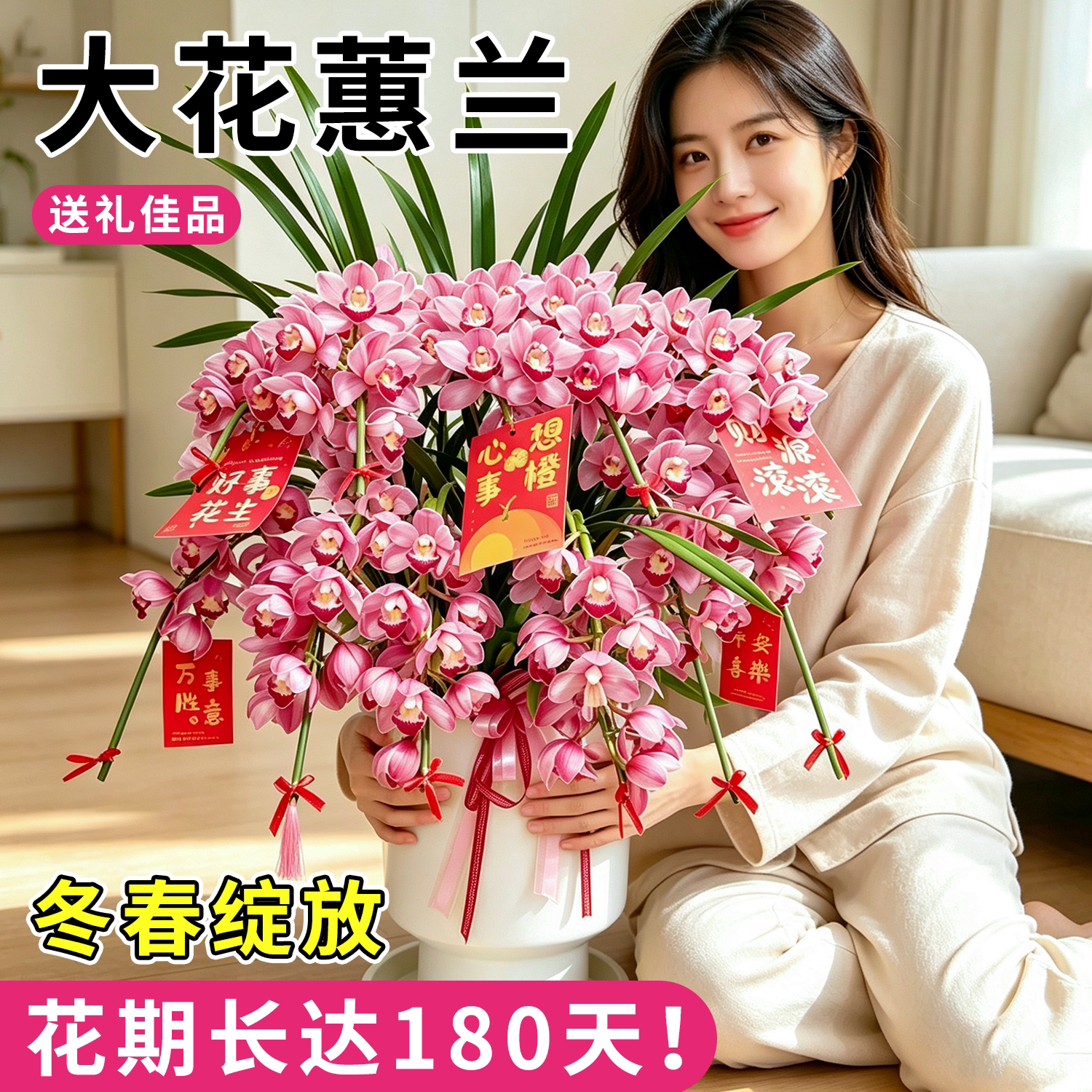 胭霞大花蕙兰花苗年宵花送礼居家