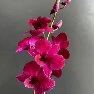 现带花泼墨石斛兰盆栽秋石斛兰花苗懒人花卉绿植净化空气好养