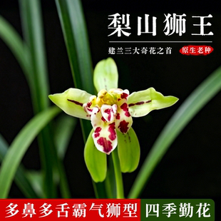 香韵兰花苗 梨山狮王 建兰老种奇花现带花苞浓香好养花卉绿植盆栽