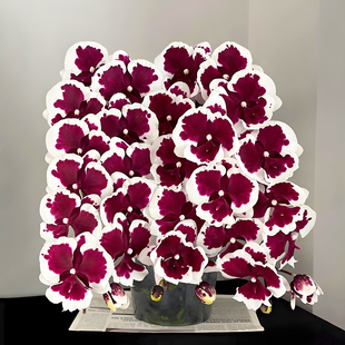 蝴蝶兰花苗盆栽四季 耐寒好养活 客厅室内阳台办公室绿植花卉四季