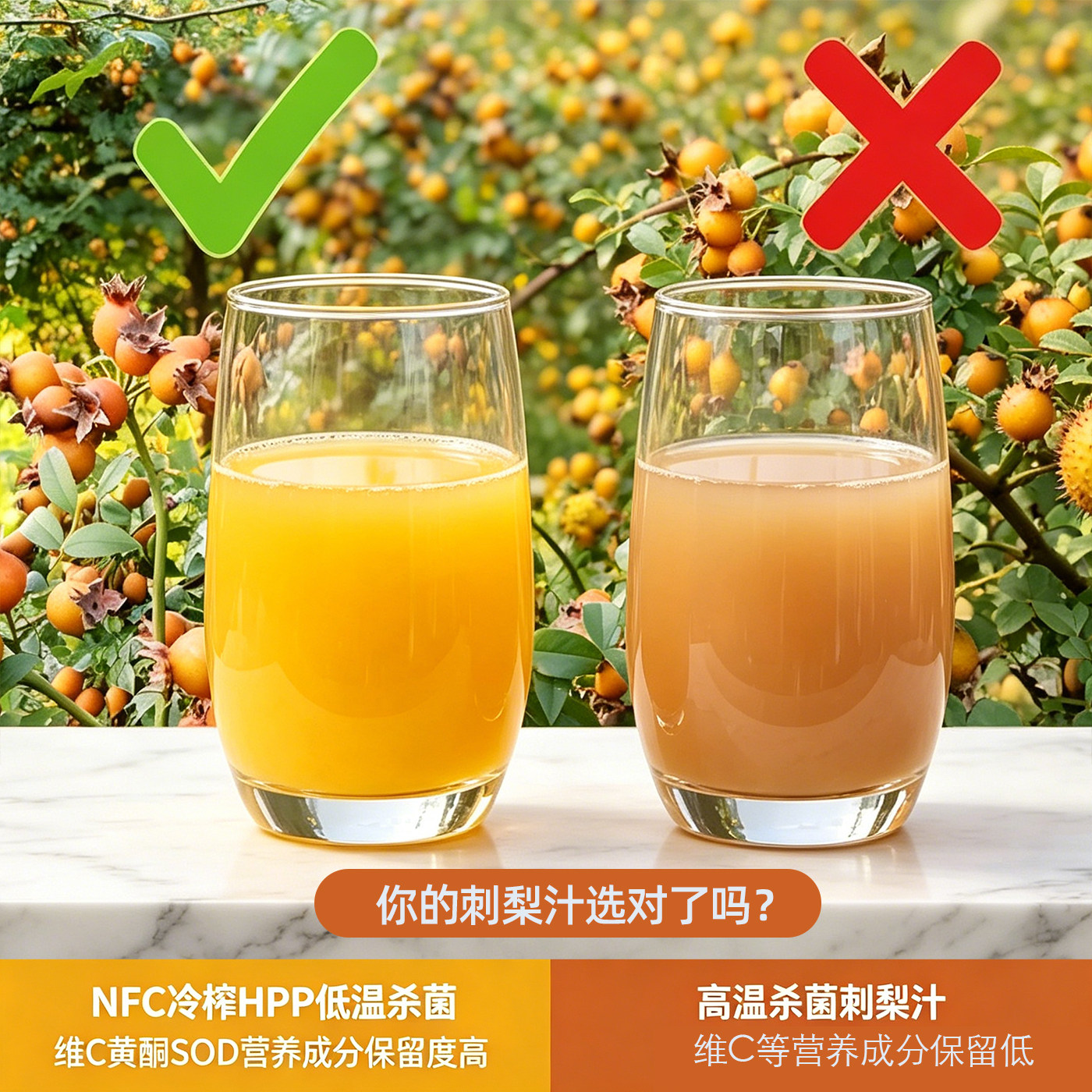 NFC压榨HPP杀菌金刺梨原汁图片