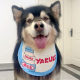 中大型犬宠物猫咪围兜 狗狗口水巾 可爱饮品 新款 金毛萨摩 夏季