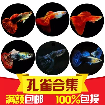 孔雀鱼精品稀有兰草尾蓝草缎带大C淡水凤尾鱼小型热带观赏鱼热销