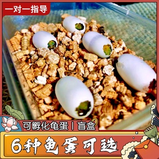 乌龟蛋可孵化受精蛋种蛋小宠物剃刀草龟蛋稀有Q花龟巴西龟蛋鳄龟