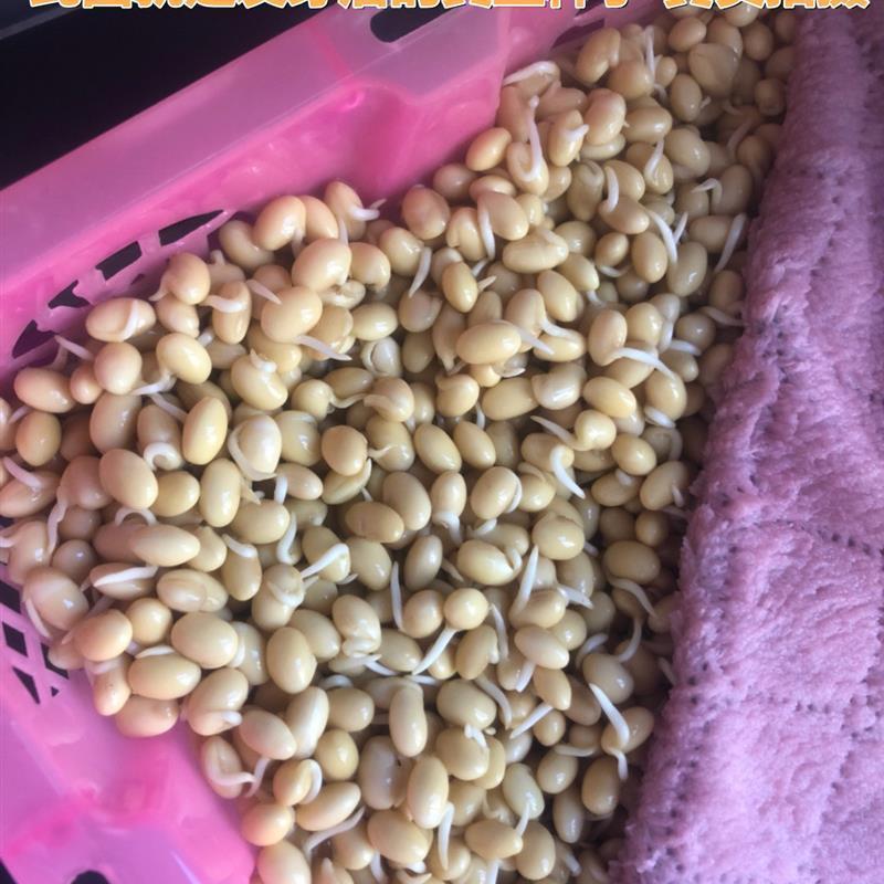 新黄豆发豆芽专用生豆芽泡豆芽发芽黄豆优质大豆非转基因2斤包邮