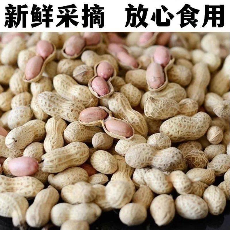 东北农家小珍珠带壳花生自然晾晒新鲜生花生年货小吃