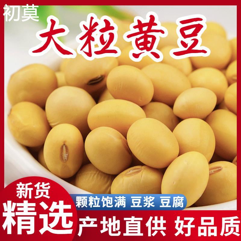 农家自种笨椭圆黄豆500g大豆 土黄豆黄豆豆浆原料 椭圆形老品种