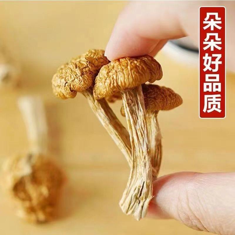 2023年东北大兴安岭新货滑子菇干货袋装小黄蘑香菇类顺滑无熏硫
