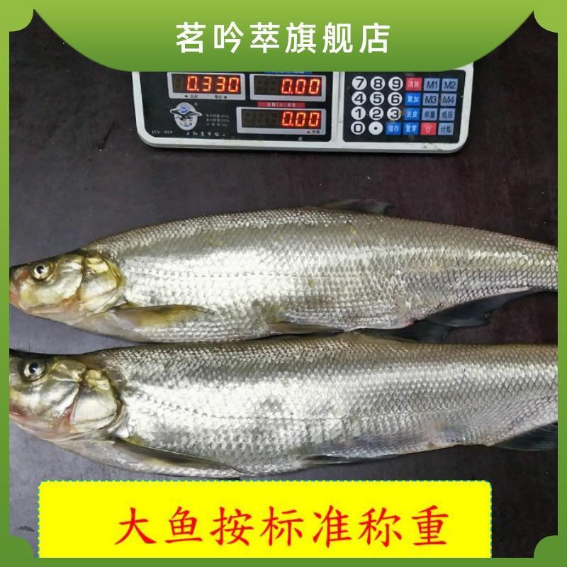 新鲜翘嘴鱼翘嘴白鱼大翘嘴鱼刁子鱼大白刁大白鱼淡水鱼养殖2斤/只