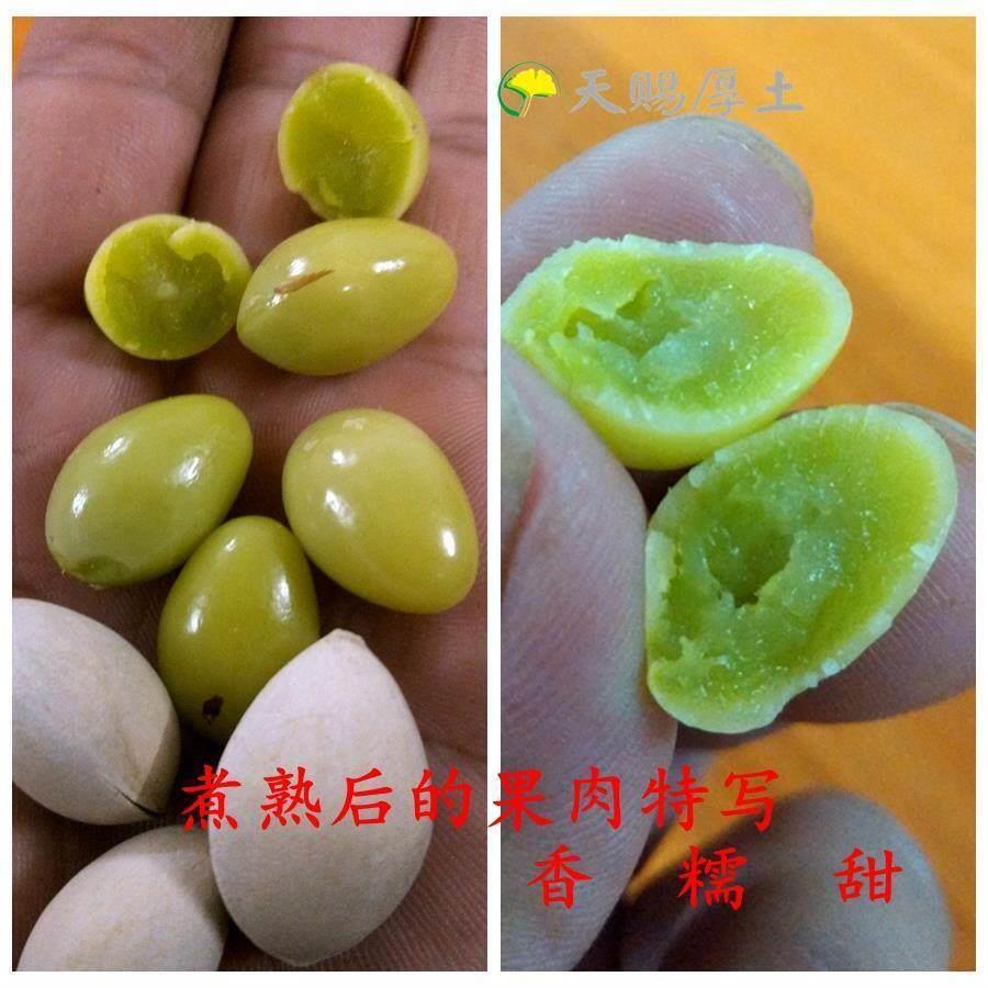 南雄坪田百年白果新鲜银杏果广东韶关产食用农产品24年新果大果中
