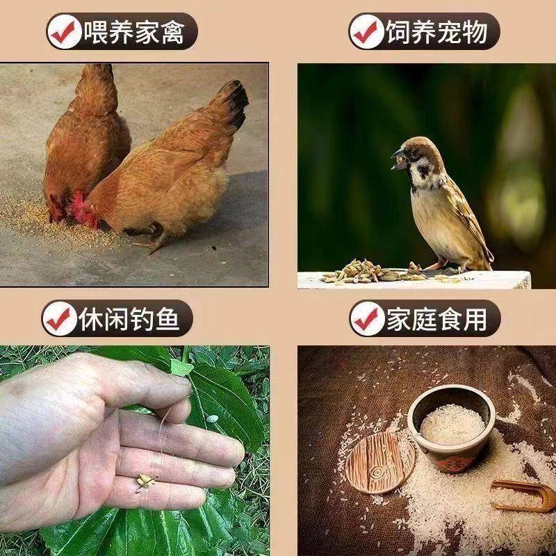 速发干净喂鸡5斤碎米喂鸟猪用打窝动物饲料喂鸡鸭鹅便宜大米酿酒