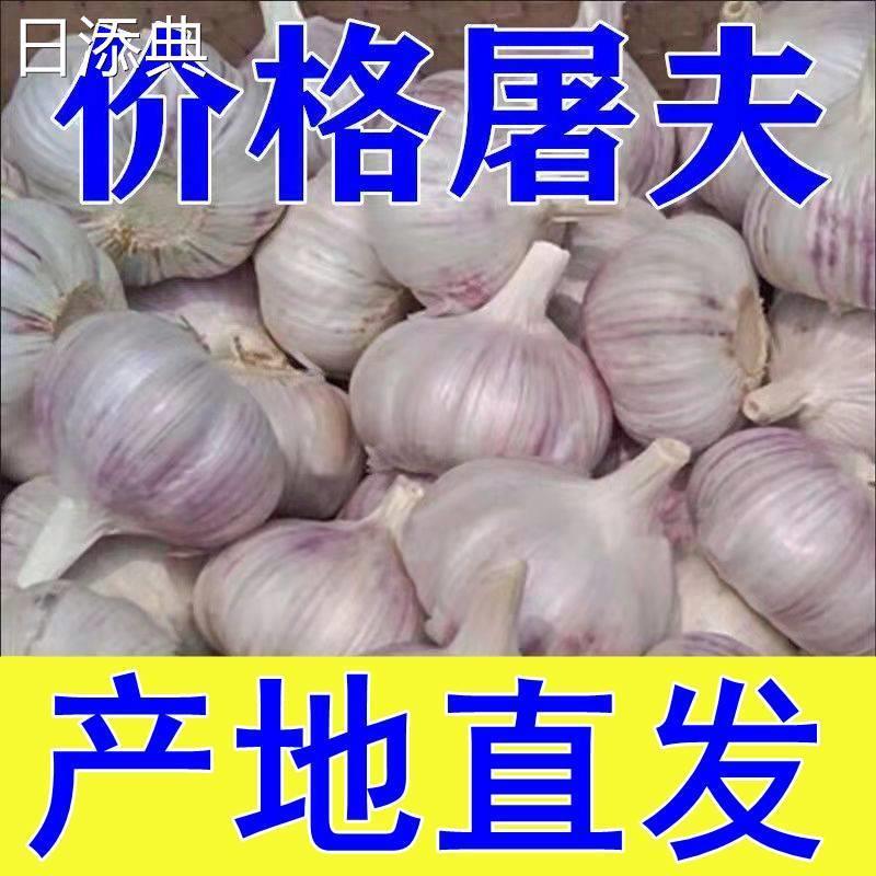 5/10斤价干蒜头河南开封杞县蒜头特价山东金乡大蒜家用大祘新鲜红