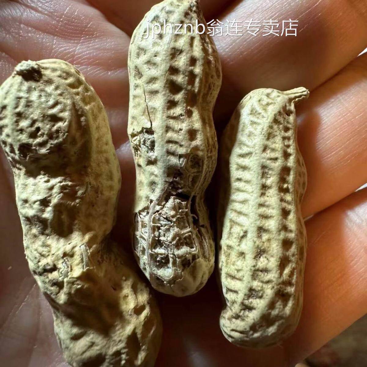 新日期闽瓜瓜龙岩湿烤红衣花生带壳咸香酥脆闽西特产营养红皮花生