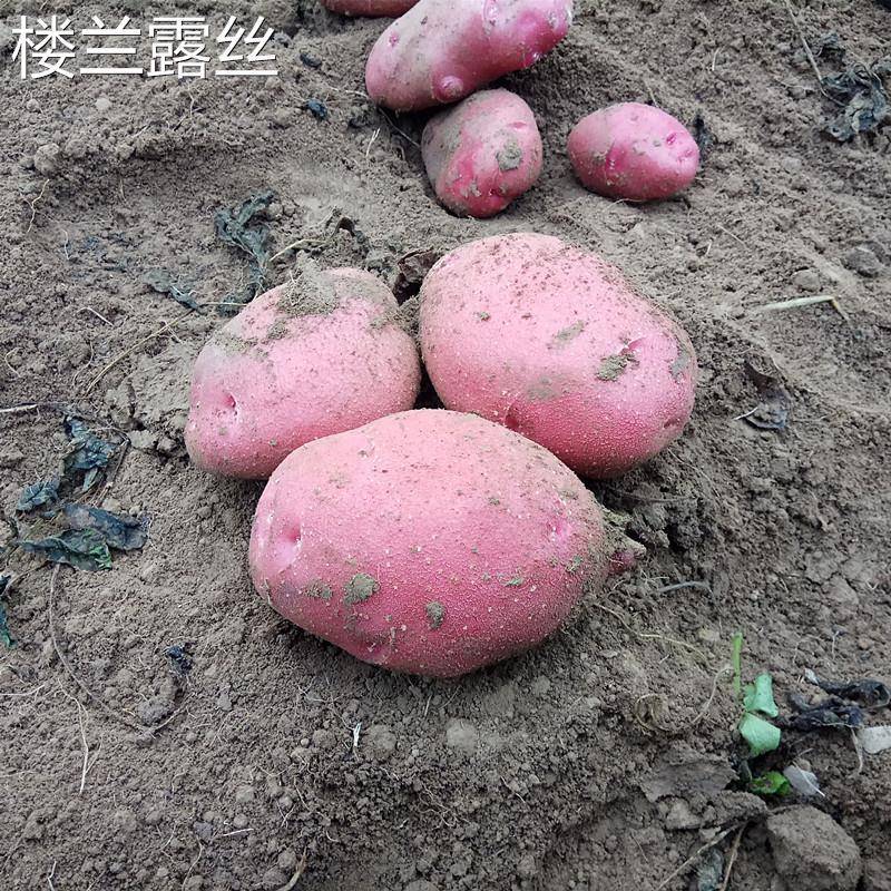 定西红皮土豆8斤装甘肃农家原生态新鲜马铃薯洋芋非转基因红土豆